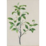 Early 19th Century English School - Pair of watercolours - Botanical studies - Camellias, each 15.