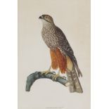 19th Century English School - Watercolour - Bird portrait - Falcon (possibly peregrine), unsigned
