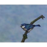 Patrick Underhill (20th Century English School) - Watercolour heightened in white - Blue tit on