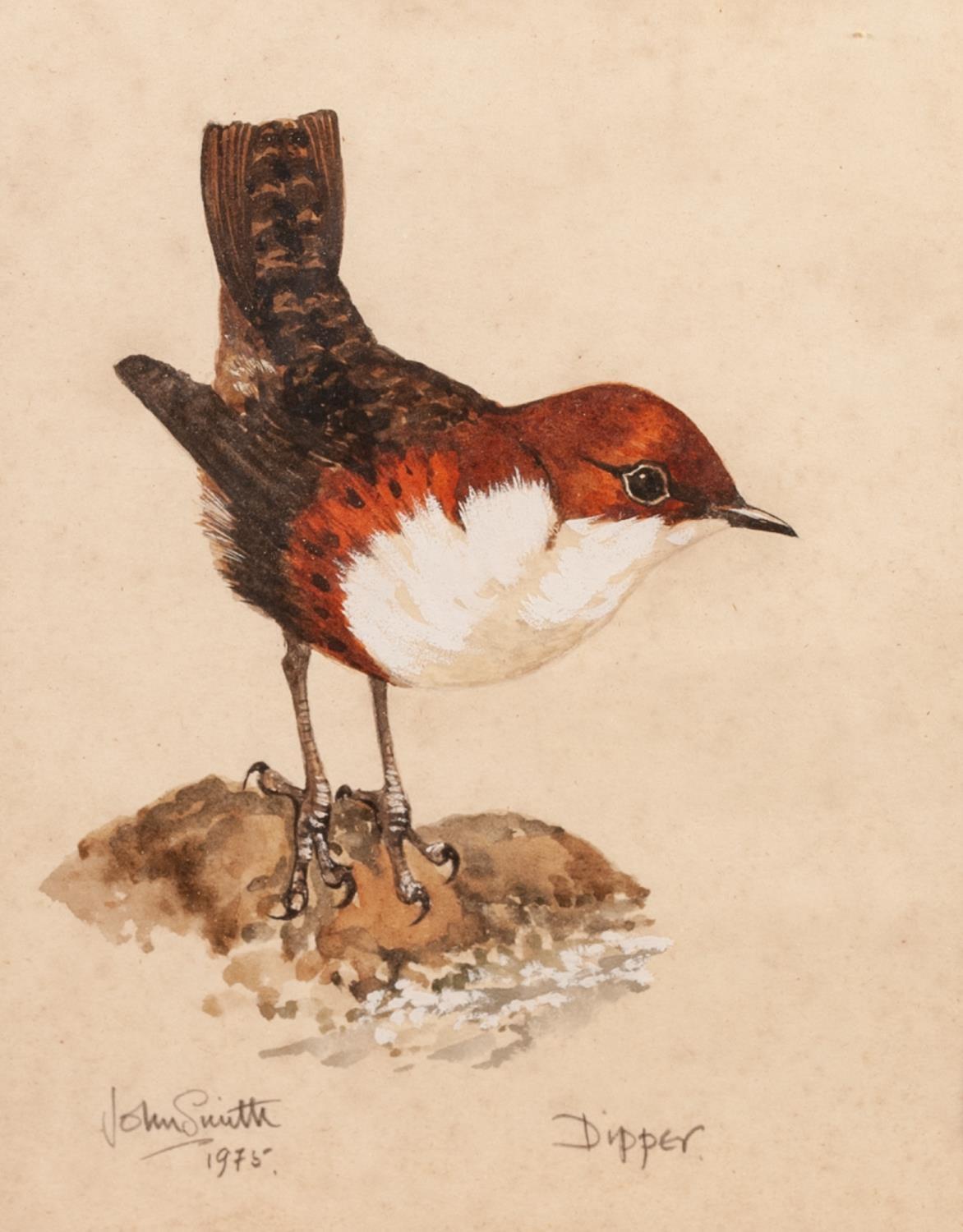 JOHN SMITH (TWENTIETH CENTURY) TWO WATERCOLOUR DRAWINGS Studies of birds, ?Dipper? and ?Red-backed