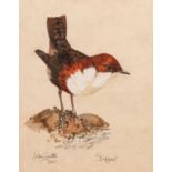 JOHN SMITH (TWENTIETH CENTURY) TWO WATERCOLOUR DRAWINGS Studies of birds, ?Dipper? and ?Red-backed