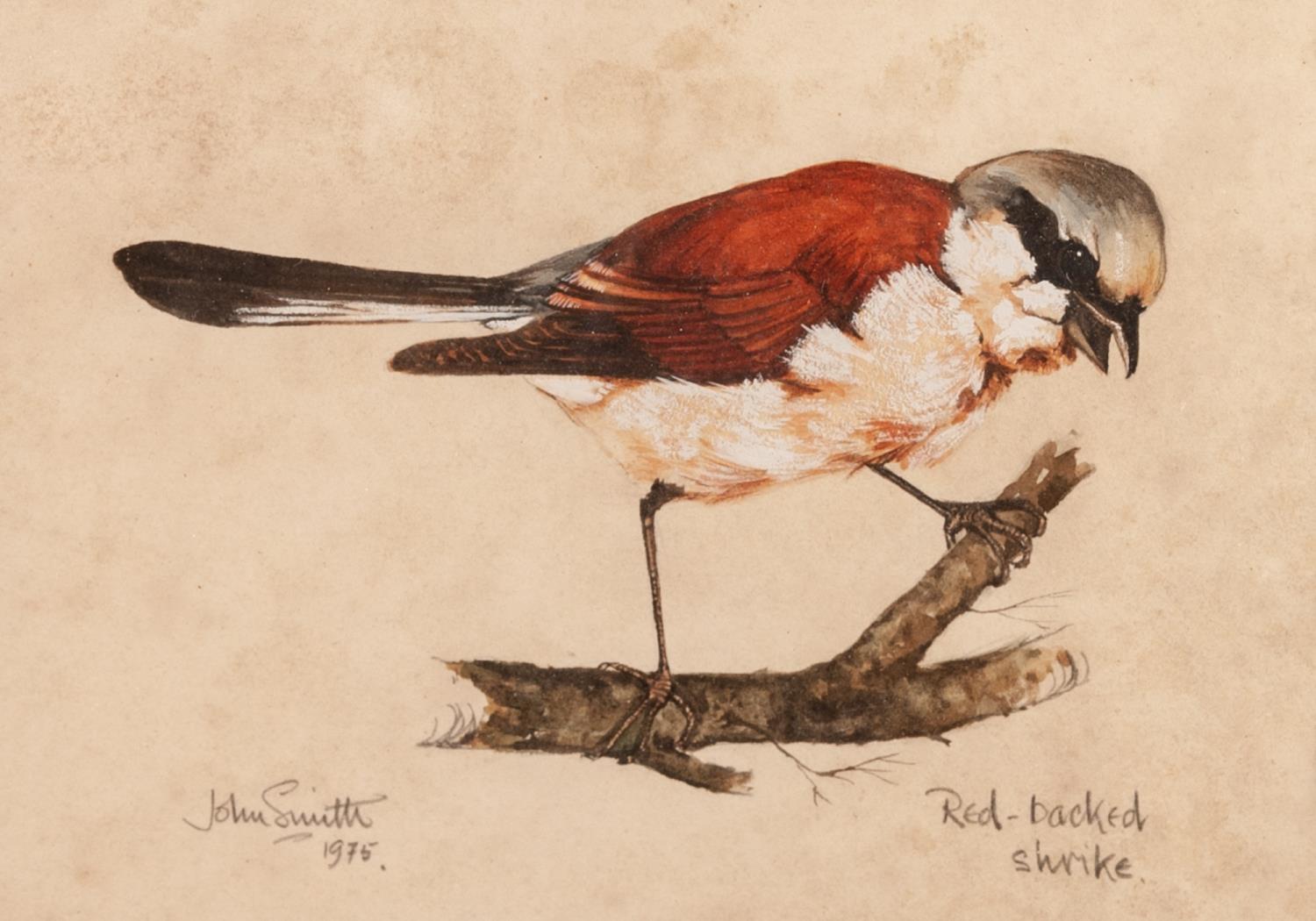 JOHN SMITH (TWENTIETH CENTURY) TWO WATERCOLOUR DRAWINGS Studies of birds, ?Dipper? and ?Red-backed - Image 2 of 2