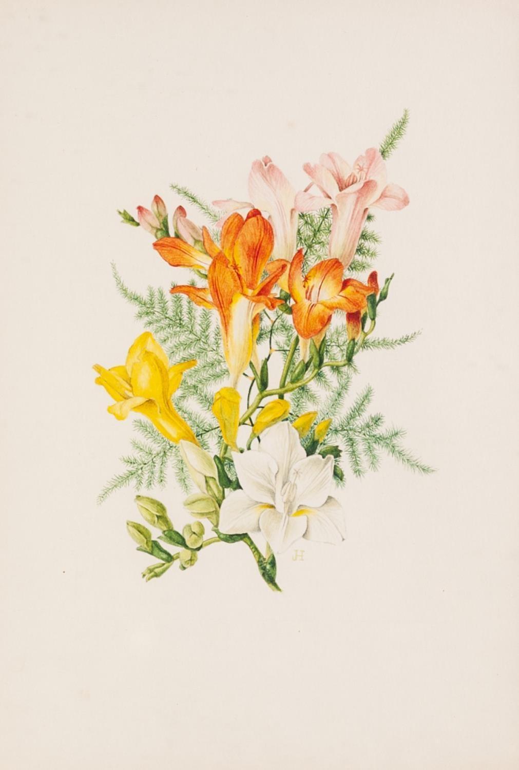 JOSEPHINE HAGUE (TWENTIETH CENTURY) FOUR WATERCOLOUR DRAWINGS Floral studies 11 ¼? X 9 ½? (28.6cm - Image 4 of 4