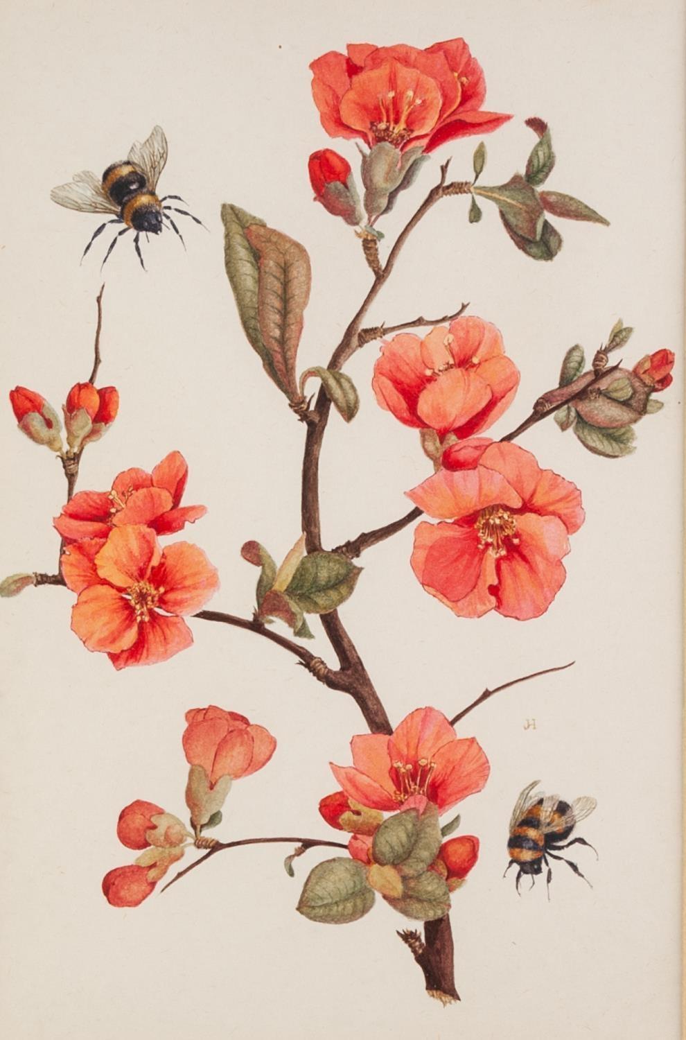 JOSEPHINE HAGUE (TWENTIETH CENTURY) FOUR WATERCOLOUR DRAWINGS Floral studies 11 ¼? X 9 ½? (28.6cm - Image 3 of 4