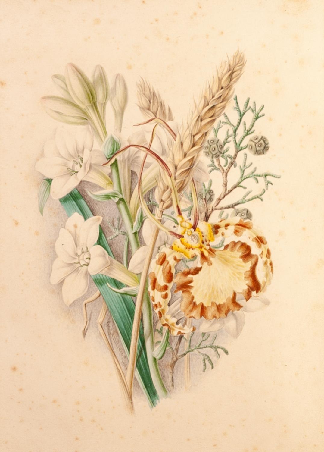 JAMES ANDREWS (NINETEENTH CENTURY) PAIR OF WATERCOLOUR DRAWINGS Floral studies Signed and dated 1853 - Image 2 of 2