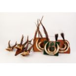 THREE PAIRS OF SMALL BUCK HORN ANTLERS on part skulls and three panels, each mounted with wild