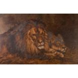 D. RAYNER (NINETEENTH/ TWENTIETH CENTURY) OIL PAINTING ON CANVAS Lion and lioness at rest Signed and