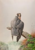 DAVID JOHNSTON (b.1946) WATERCOLOURA Peregrine Falcon perched on a tree stumpSigned lower left 28