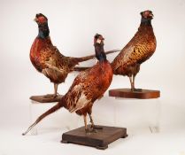 TAXIDERMY: THREE PHEASANTS, each on wooden base, (3)