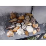 A COLLECTION OF GOOD SEA SHELLS OF VARIOUS SIZES