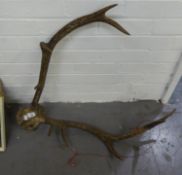 A PAIR OF ANTLERS ATTACHED TO A SKULL BONE