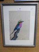 DAVID CUBBIN (MODERN) GOUACHE ON COLOURED PAPER Study of a small, colourful bird Signed 13? x 9?