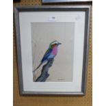 DAVID CUBBIN (MODERN) GOUACHE ON COLOURED PAPER Study of a small, colourful bird Signed 13? x 9?