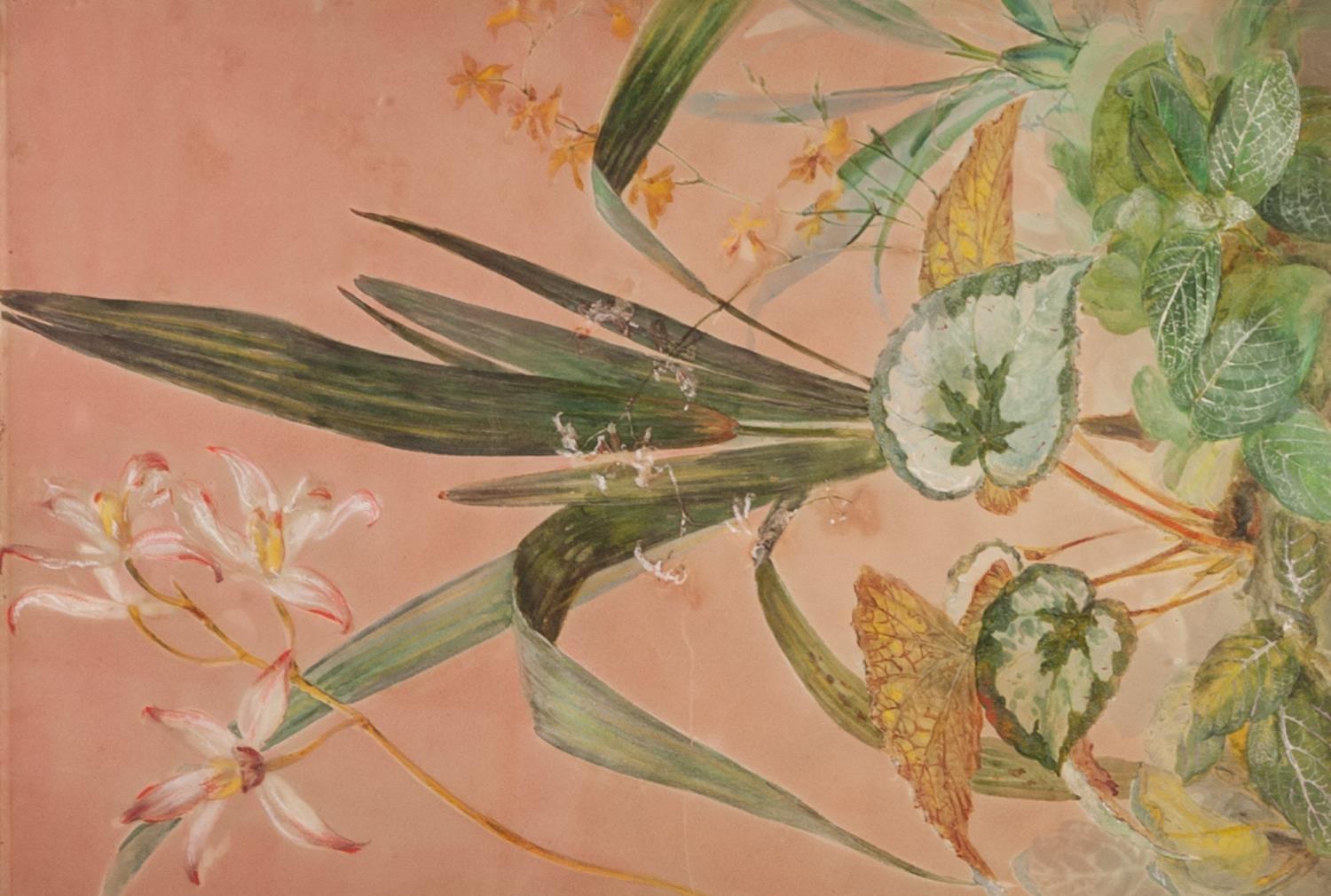 W. MUSSILL (AUSTRIAN LATE 19th/EARLY 20th CENTURY) BODY COLOUR ON PINK GROUNDED PAPER Botanical - Image 2 of 2