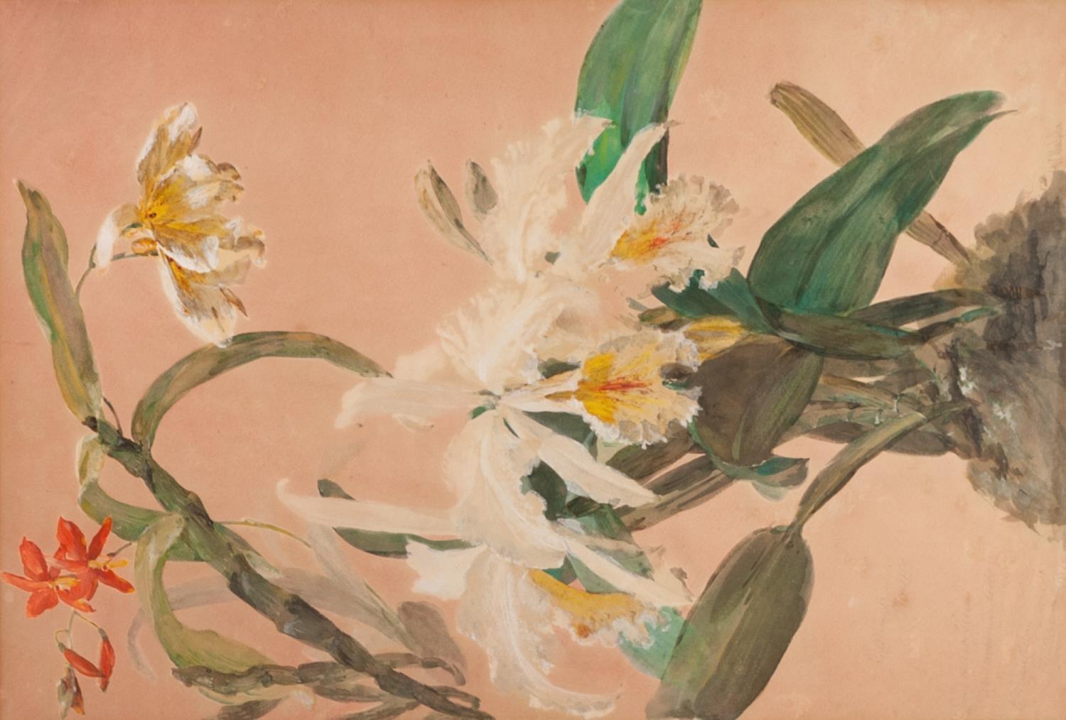 W. MUSSILL (AUSTRIAN LATE 19th/EARLY 20th CENTURY) BODY COLOUR ON PINK GROUNDED PAPER Botanical