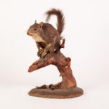TAXIDERMIC SPECIMEN OF A GREY SQUIRREL WITH PINE CONE, on an angular bough, naturalistic oval
