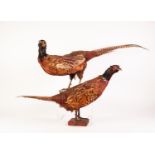 TAXIDERMIC SPECIMEN OF A COCK PHEASANT 32" (81.3cm) long overall and  ANOTHER SLIGHTLY SMALLER (both
