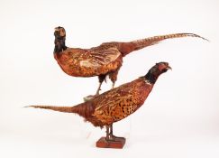 TAXIDERMIC SPECIMEN OF A COCK PHEASANT 32" (81.3cm) long overall and  ANOTHER SLIGHTLY SMALLER (both