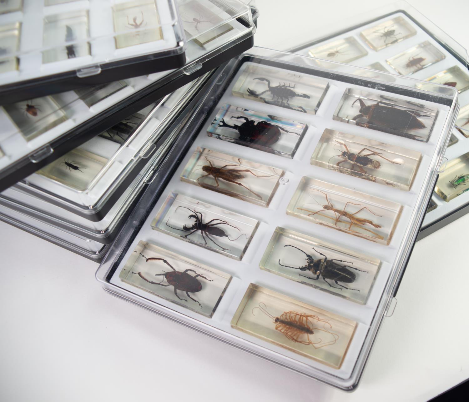 PROPRIETARY COLLECTION OF INSECT AND OTHER SPECIMENS encapsulated in perspex oblong blocks, to - Image 2 of 3