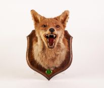 TAXIDERMIC SPECIMEN OF A FOXES HEAD, mounted on an oak shield with N.A. Slater label attached,