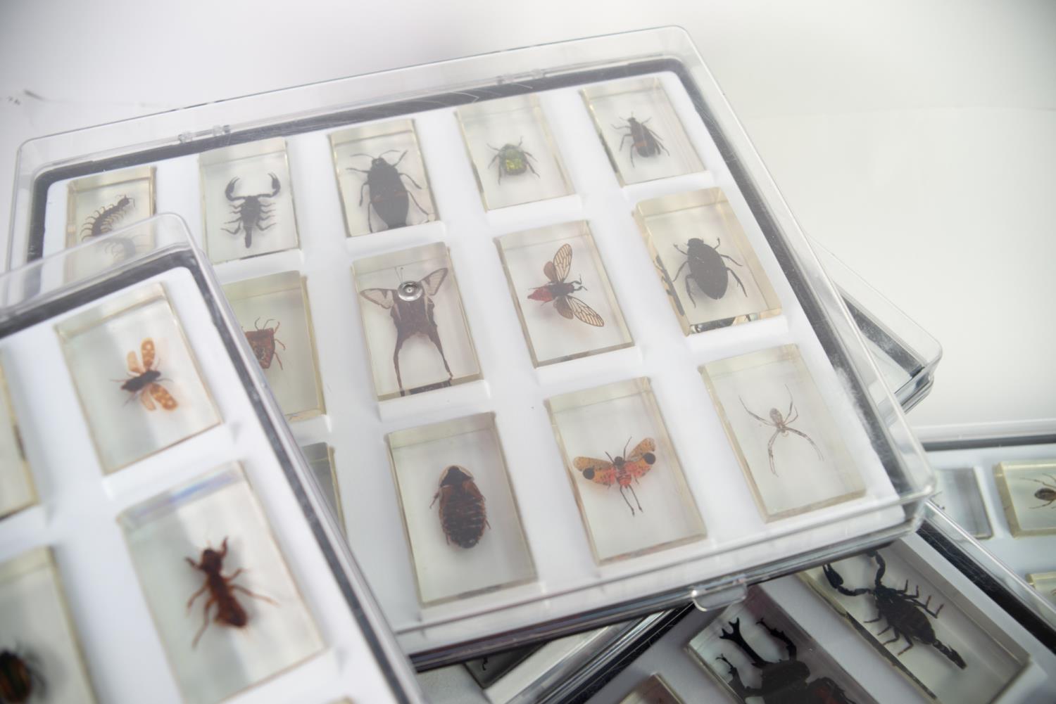 PROPRIETARY COLLECTION OF INSECT AND OTHER SPECIMENS encapsulated in perspex oblong blocks, to - Image 3 of 3