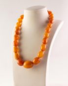 SINGLE STRAND NECKLACE OF GRADUATED OVAL BUTTERSCOTCH AMBER BEADS, 16in (40.6cm) long, approximately