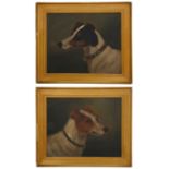 Early 20th century Brit. School, A pair of portraits of Parson Jack Russell Terriers, oil on board