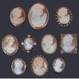 A large collection of ten gold mounted oval carved shell cameo portrait brooches