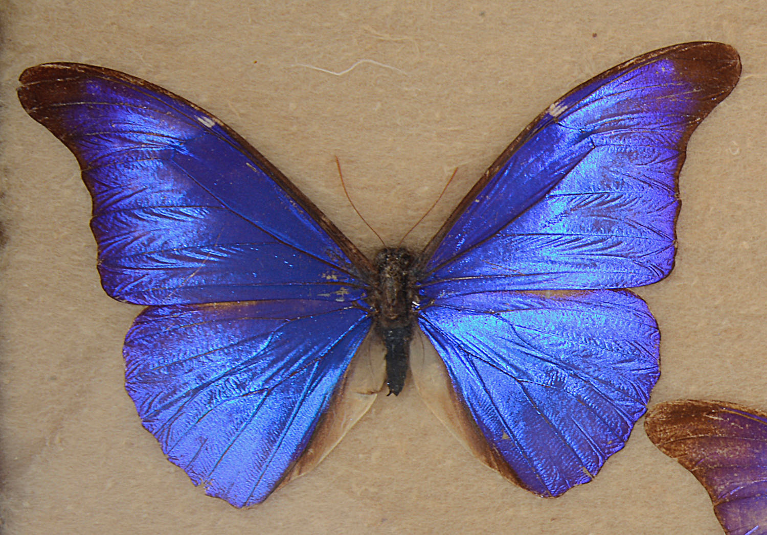 An early 20th century display of South American butterfly specimens - Image 2 of 2