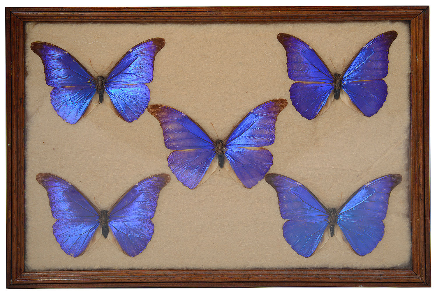 An early 20th century display of South American butterfly specimens