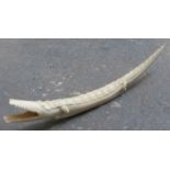 CARVED IVORY CROCODILE APPROX.