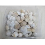 Geology - a large collection of white quartz geode crystals, one split to display matrix interior