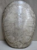 Late 19th century South American Blonde (albino) turtle shell, Approx. 63cms x 47cms. Also another