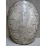 Late 19th century South American Blonde (albino) turtle shell, Approx. 63cms x 47cms. Also another