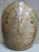 Late 19th century South American Blonde (albino) turtle shell, with mounted brass stars to front and