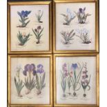 Four framed prints of flora, frame 45 x 55cm.