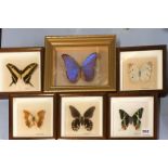 Taxidermy interest. Six cased butterflies, largest case 22 x 27cm.