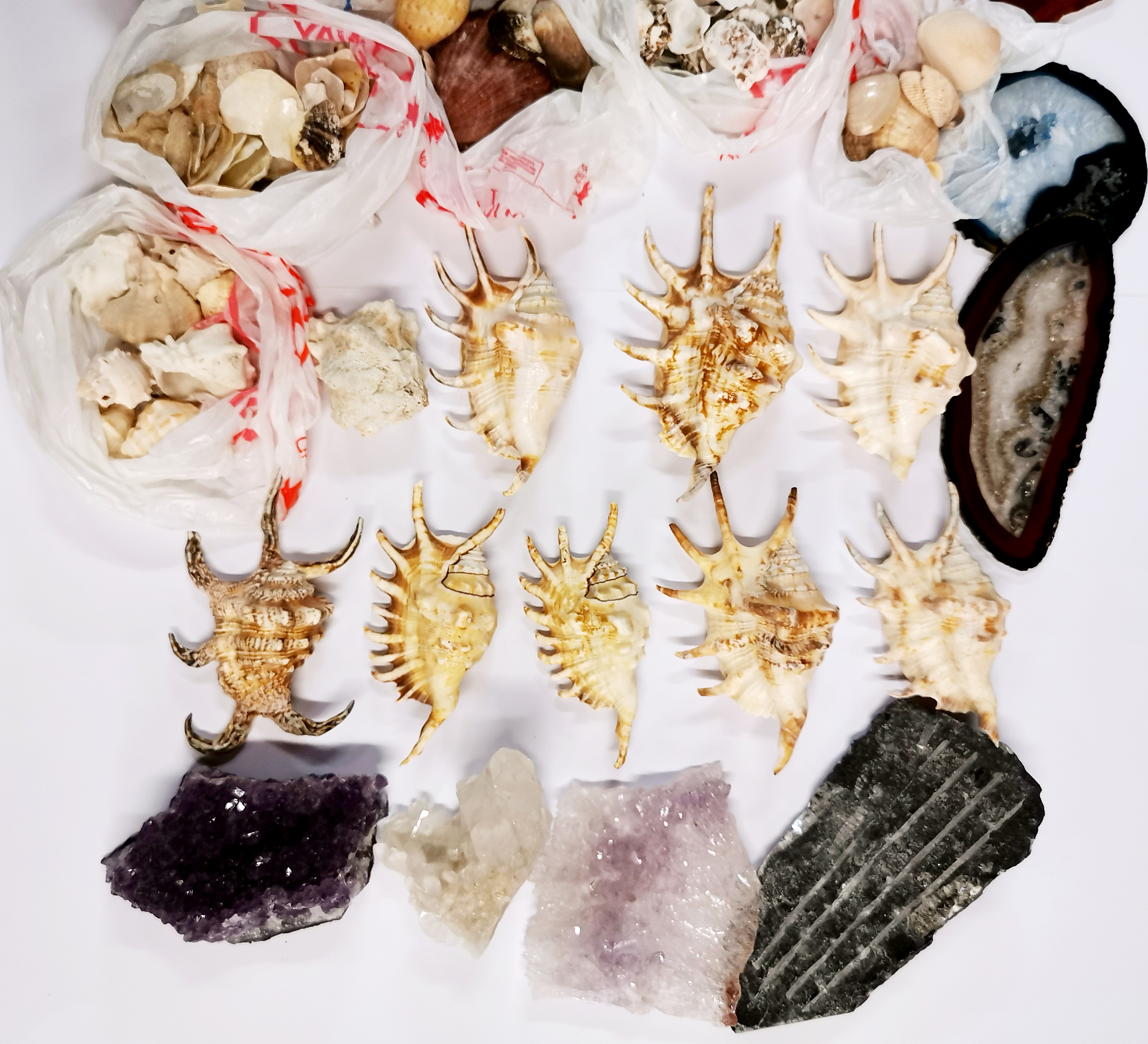 An extensive collection of sea shells and minerals. - Image 2 of 4