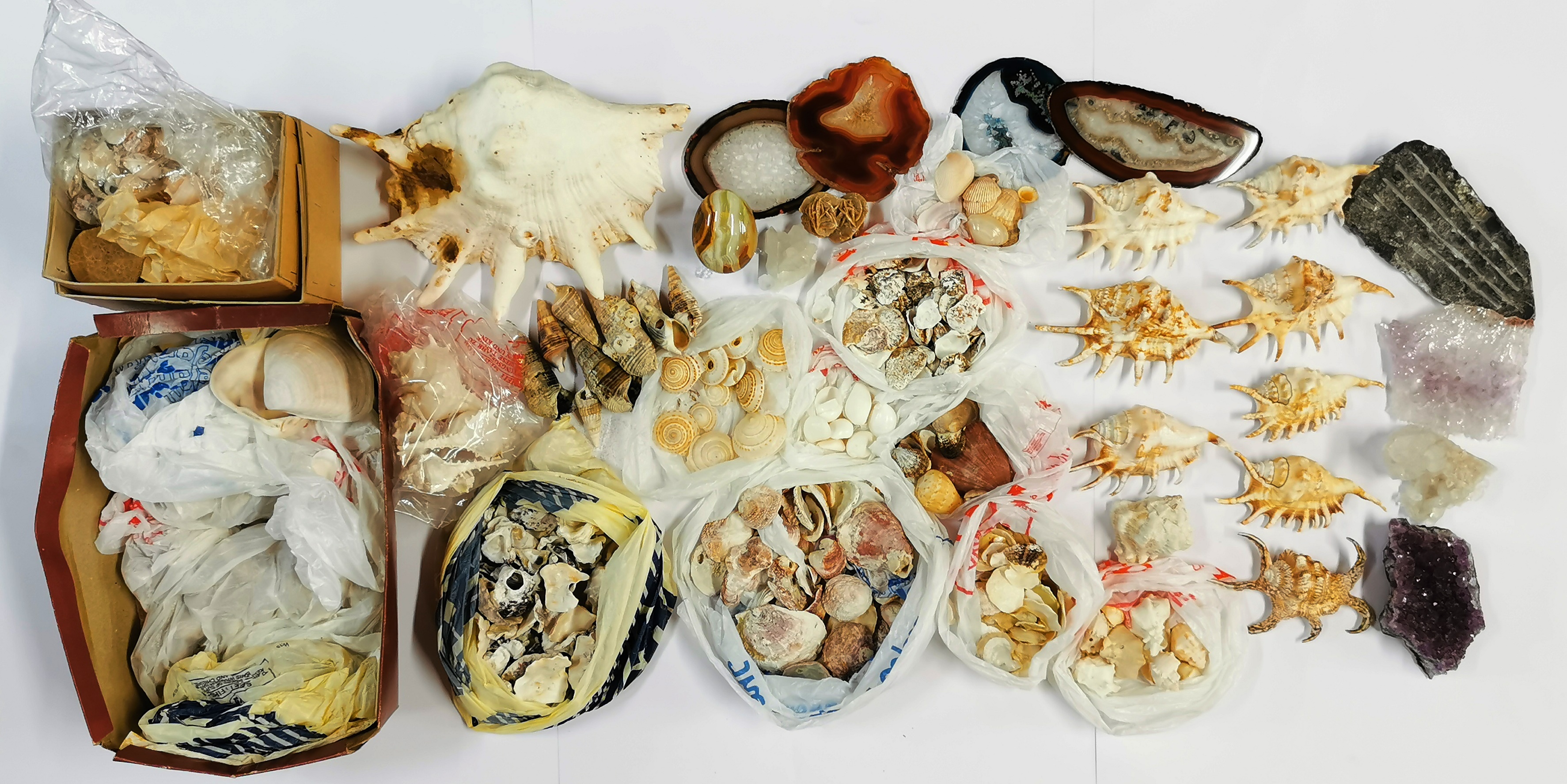 An extensive collection of sea shells and minerals.