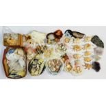 An extensive collection of sea shells and minerals.