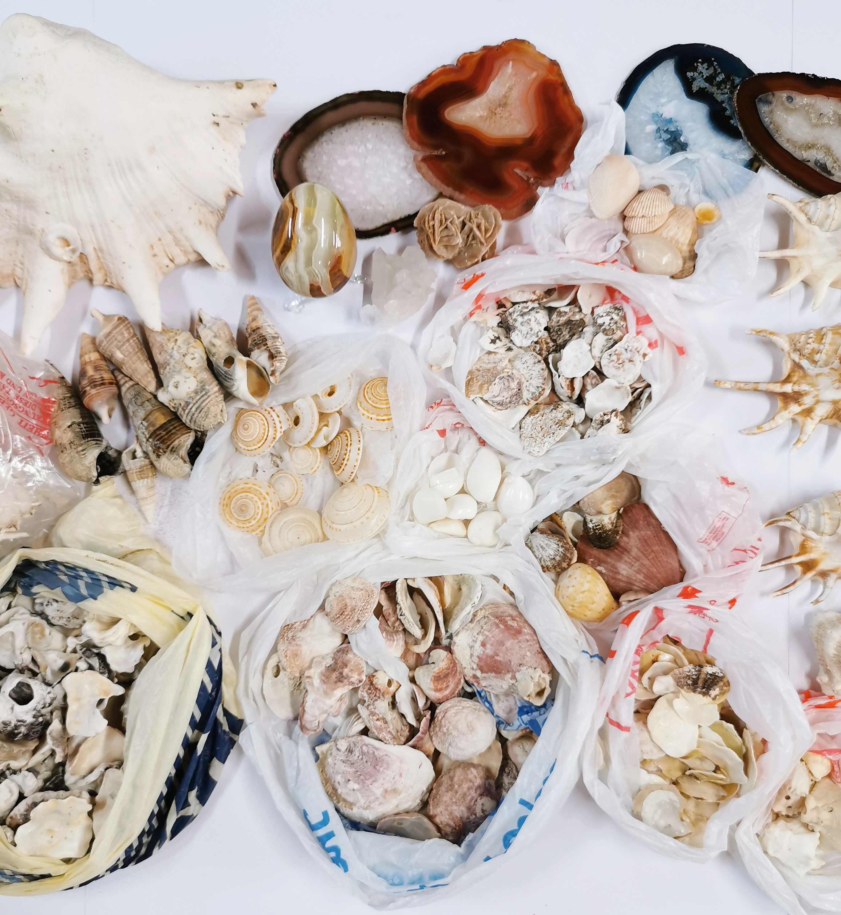 An extensive collection of sea shells and minerals. - Image 3 of 4