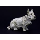 A Vienna style cold painted bronze model of a west highland terrier, H. 6.5cm.