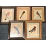 Taxidermy interest. Five 19th/ early 20th Century frames of watercolours incorporating exotic bird