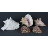 Five good sea shells, largest L. 24cm.