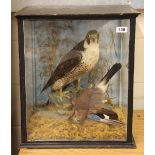 Taxidermy interest. A Victorian cased Peregrine falcon and Eurasian jay, 45 x 51 x 35cm.
