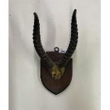 A pair of oak mounted horns, H. 42cm.