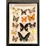 Taxidermy interest. A wall mounted case of preserved Chinese butterflies, 29 x 42cm.