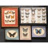 Taxidermy interest. Five frames of preserved butterflies, largest 50 x 33cm.
