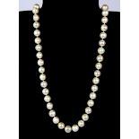 A single strand necklace of large cultured fresh water pearls (11mm) on a magnetic clasp, necklace
