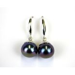 A pair of large (10.5mm) blue/black cultured pearls on 18ct white gold plated 925 silver hook